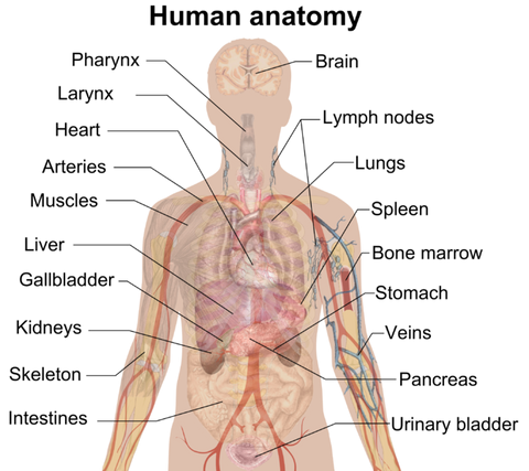 Anatomy & Physiology